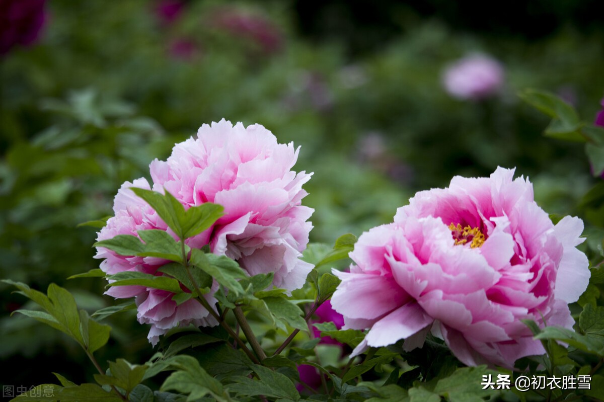 赞美牡丹的短句（古人咏牡丹诗词7首）