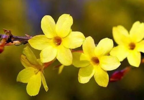 迎春花诗句古诗大全（赞美迎春花的名诗名句）