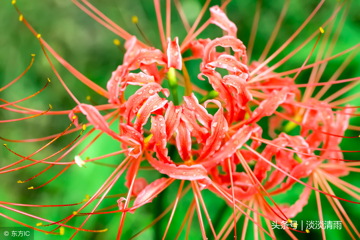 彼岸花诗词伤感（彼岸花的经典诗句）