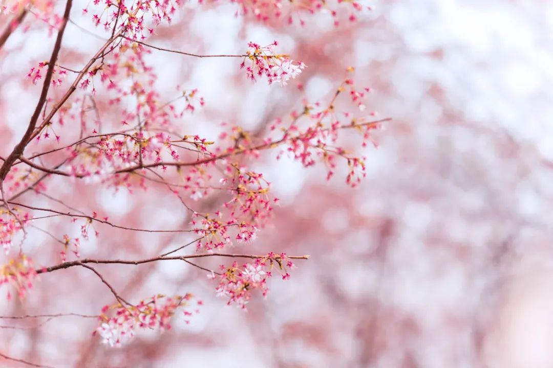 描写春天景色的句子（赞美春天的优美短句 ）