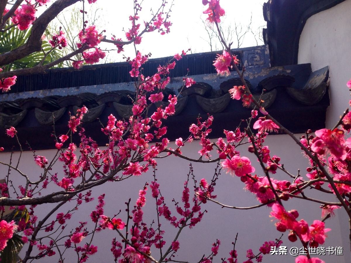 清平乐李白诗词（清平乐古诗全文解析）