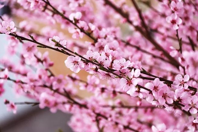 赞美春暖花开的唯美句子（形容春暖花开的美句）