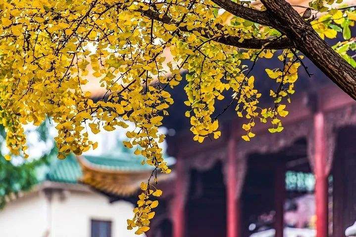 桂枝香王安石原文（王安石桂枝香赏析及翻译）