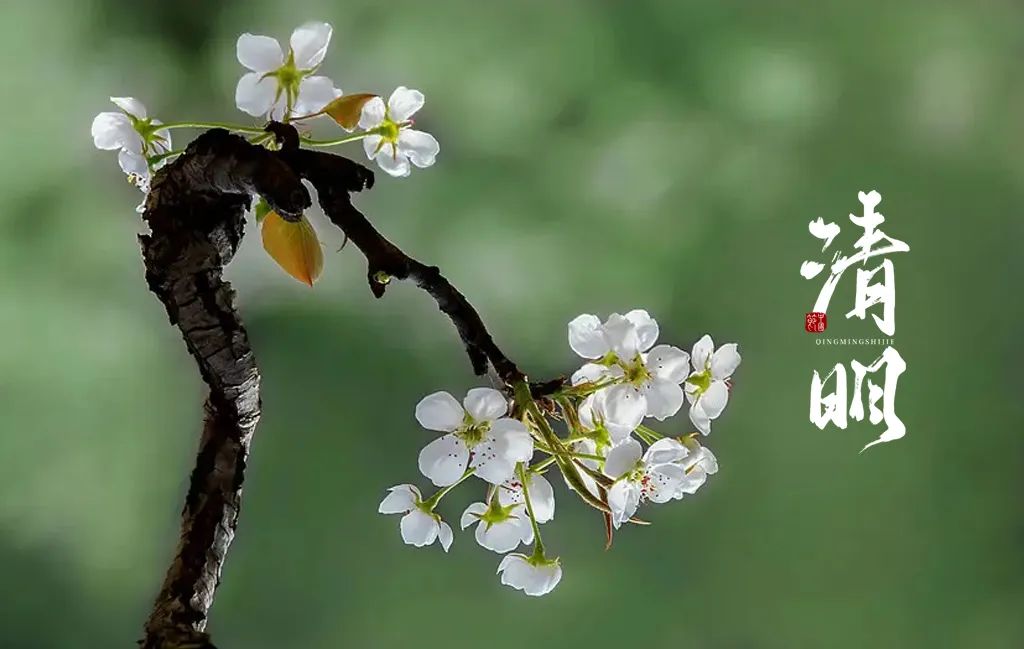 关于清明节的诗句古诗（清明祭奠的诗句）
