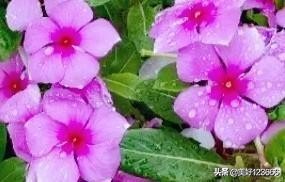 形容邻居和睦的句子（形容浓浓邻里情句子）