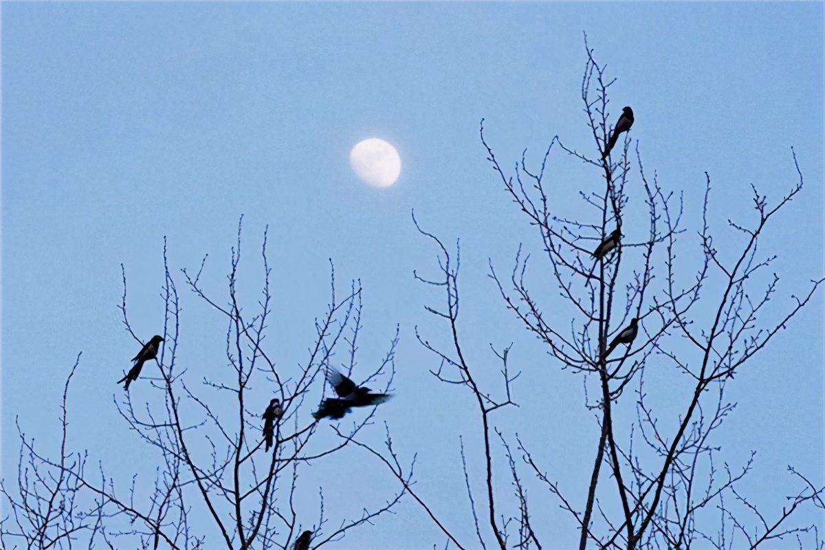 西江月夜行黄沙道中的诗意（全诗赏析及诗意解读）