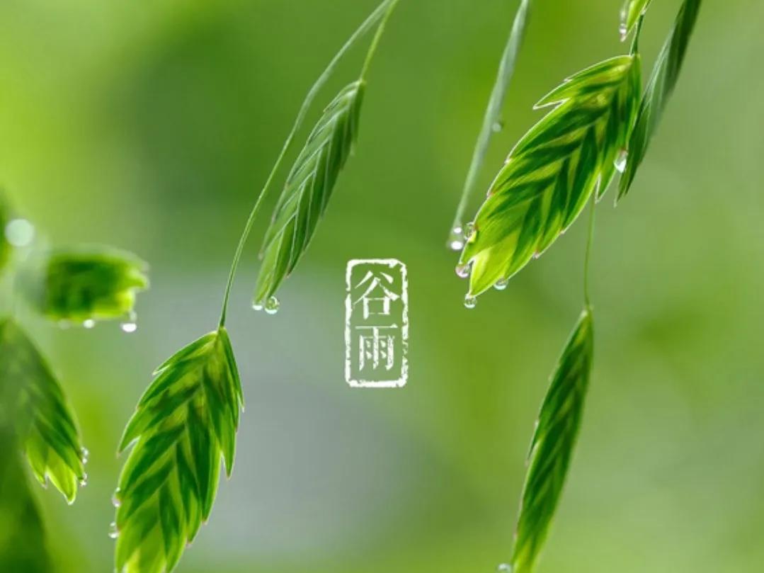 清明前后下一句谚语（清明有关的农谚语诗）