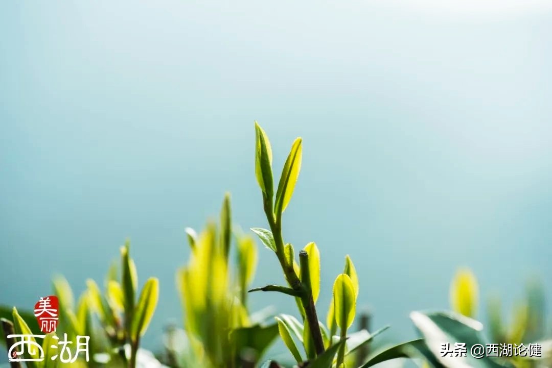 高考写酒的满分作文（酒的满分标准范文）