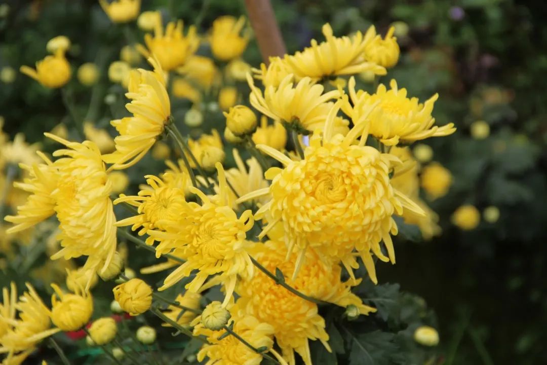 关于菊花的古诗词有哪些（赞美菊花的著名诗句）