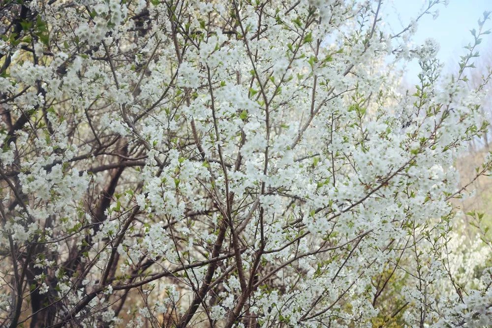 赞美春暖花开的唯美句子（形容春暖花开的美句）