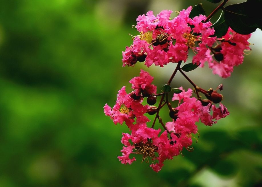 紫薇花古诗赏析（赞美紫薇花经典短句）