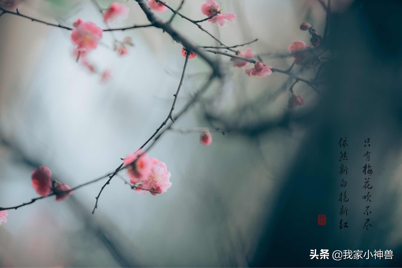 梅花古诗词带拼音意思（拼音版梅花古诗赏析）