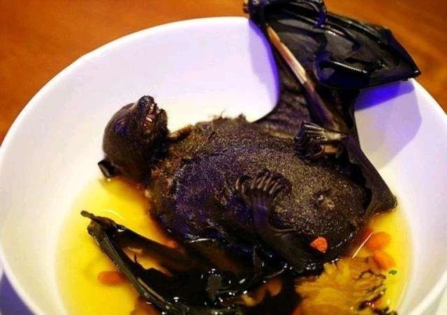 蝙蝠的一封信作文（一篇优秀作文欣赏）