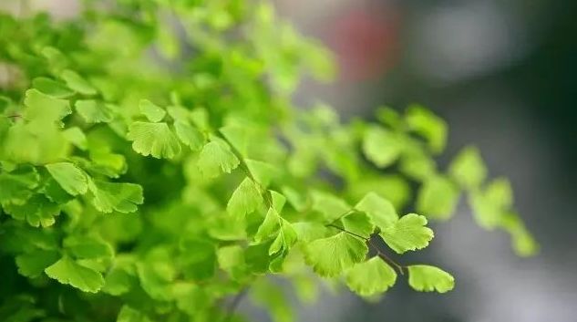 花落水流红全诗（花开花落的人生感悟）