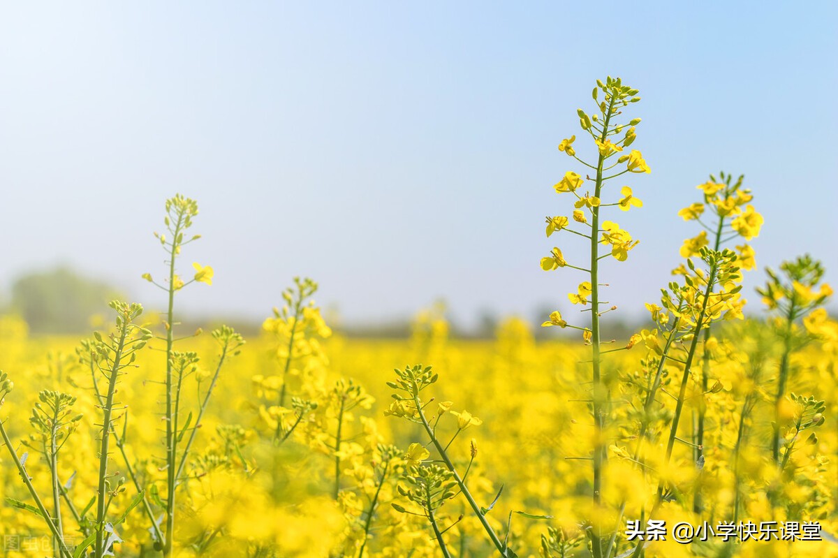 油菜花的作文怎么写（描写油菜花的优美段落）