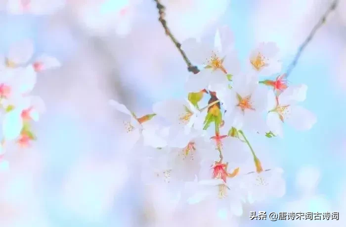赞美四月的古诗（人间最美四月天的诗句）