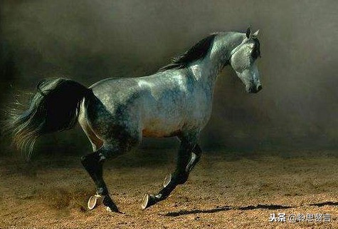 有关马的古诗句名诗（16首关于马的古诗词）
