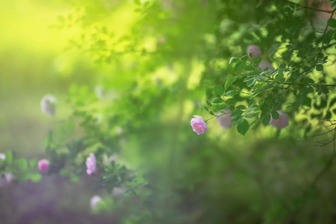 描写立夏节气的古诗词（立夏经典古诗名句）