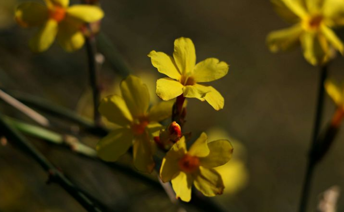 关于迎春花的诗句有哪些（迎春花诗句五言绝句）
