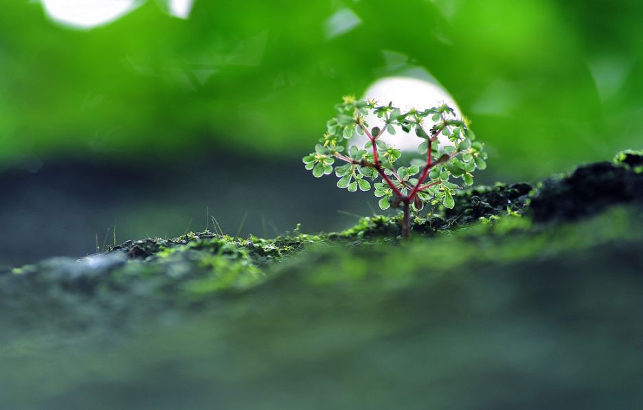 关于小草的诗句古诗（表示描写春天的诗句）
