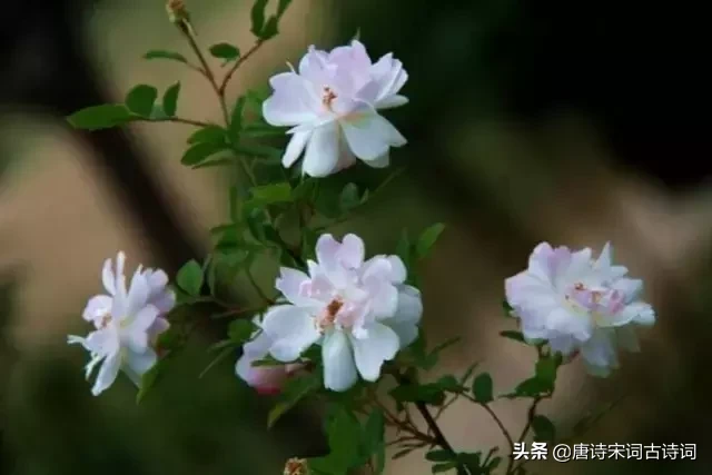 赞美四月的古诗（人间最美四月天的诗句）
