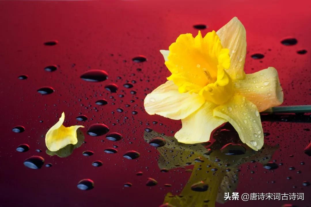 水仙花的诗句有哪些（描写水仙花的现代诗）