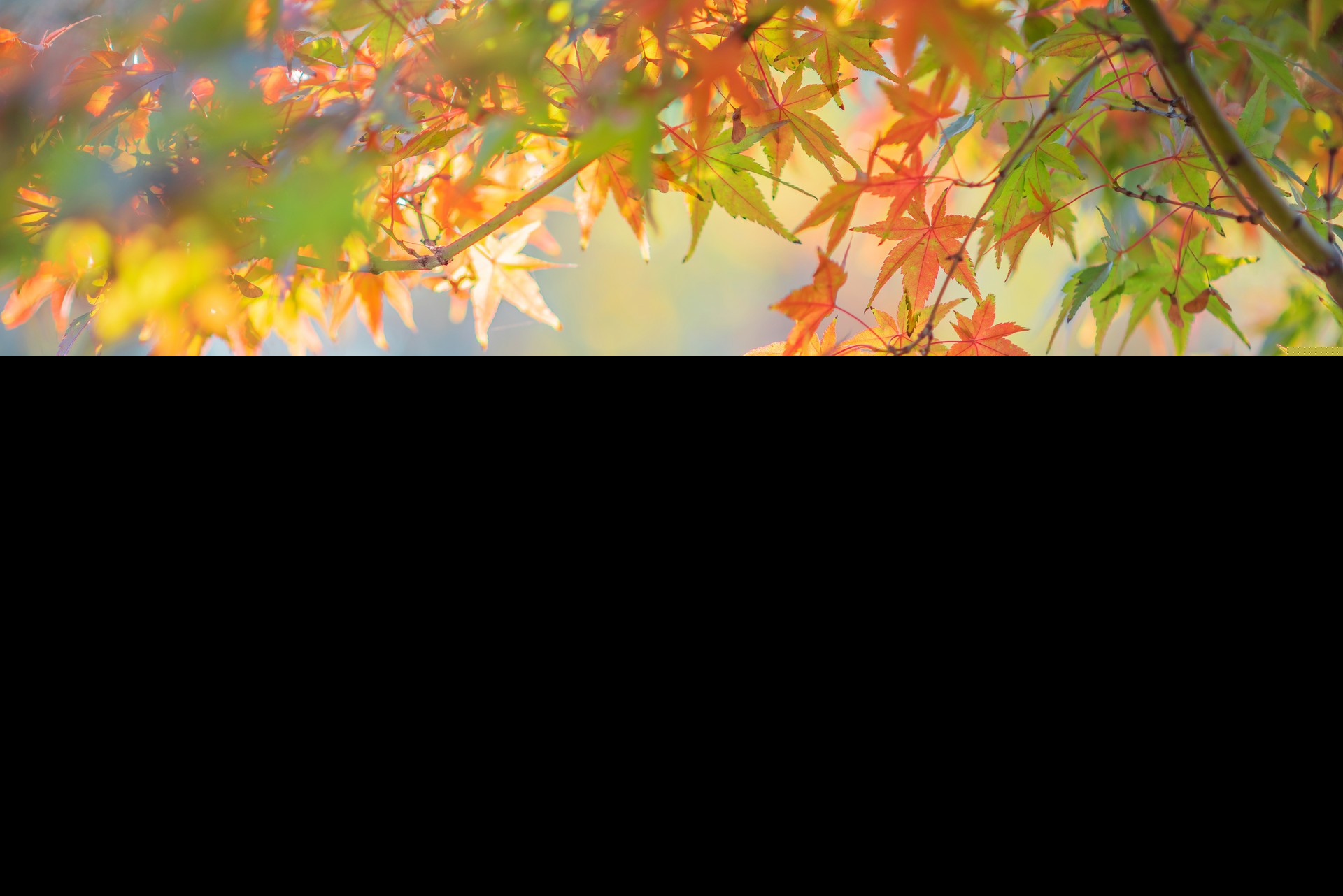 秋季古诗有哪些古诗（秋季古诗大全）