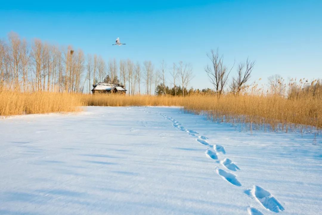 咏雪的古诗名句（关于描写雪的古诗大全）