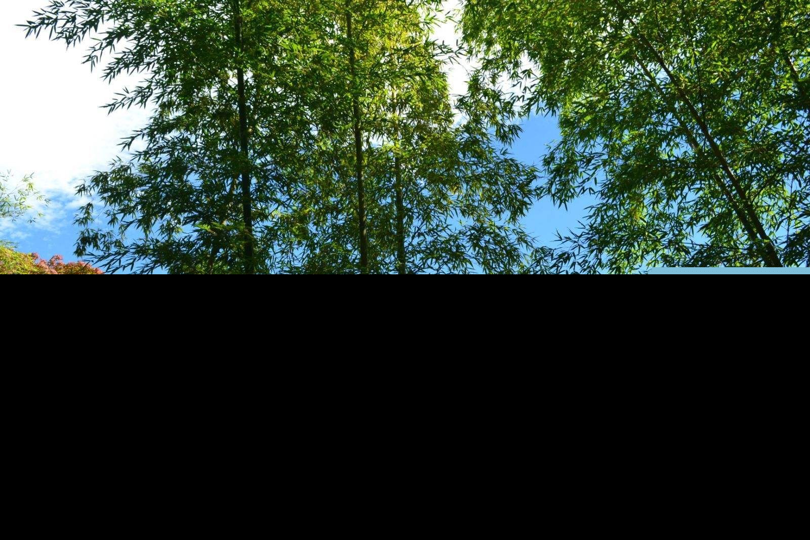 雨过山村古诗赏析（雨过山村注释及翻译）