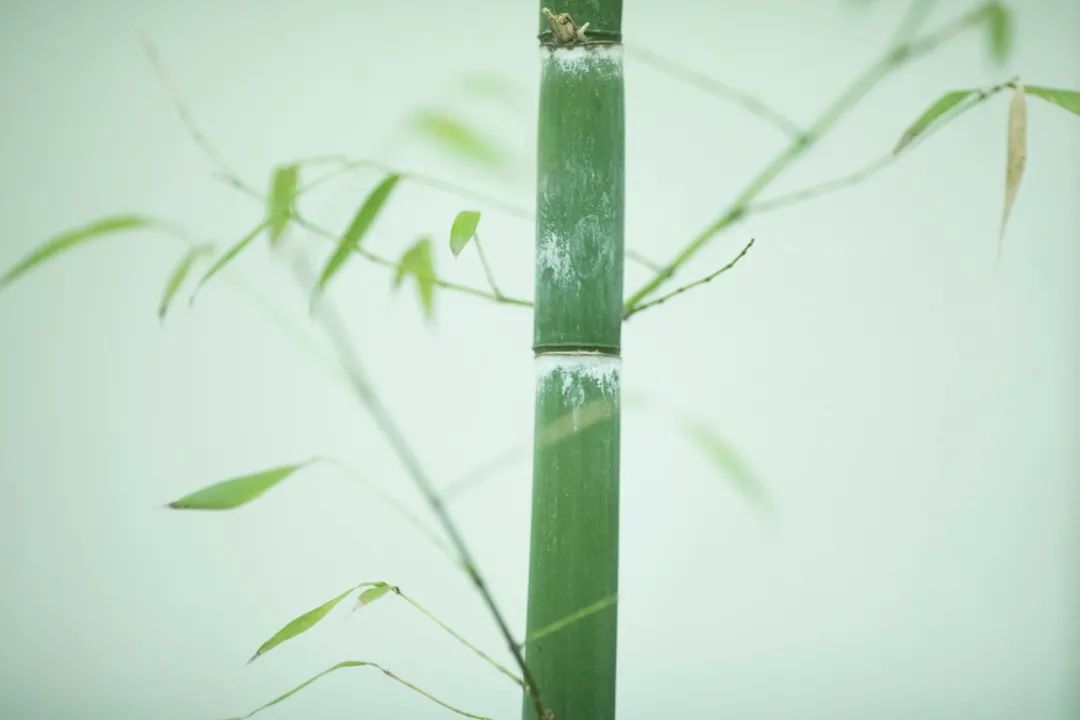 对偶的诗句有哪些（含有对偶的古诗词分享）