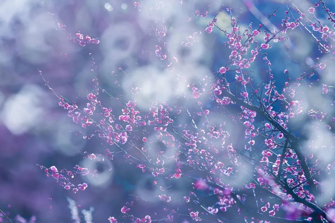 梅花的诗句经典名句（赞美梅花的简短优美句子）