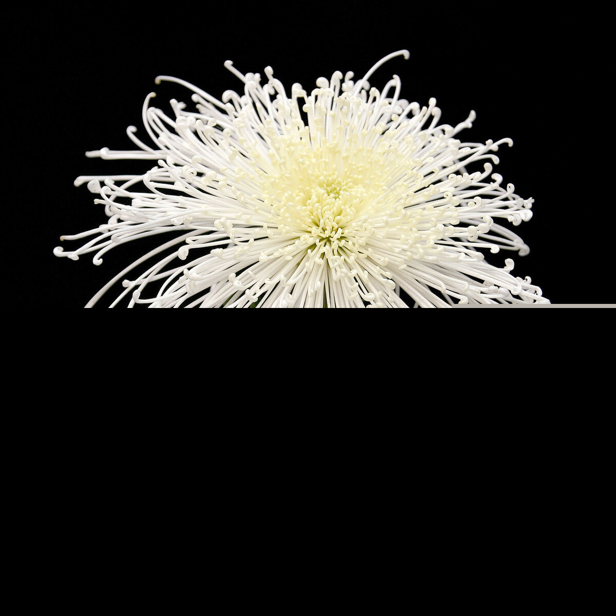 关于菊花的古诗有哪些（十首有关菊花的古诗及解析）