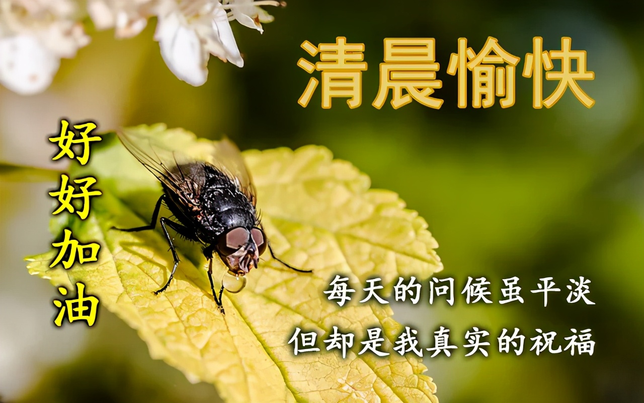 夏天早上问好的句子（唯美励志的早安语录）