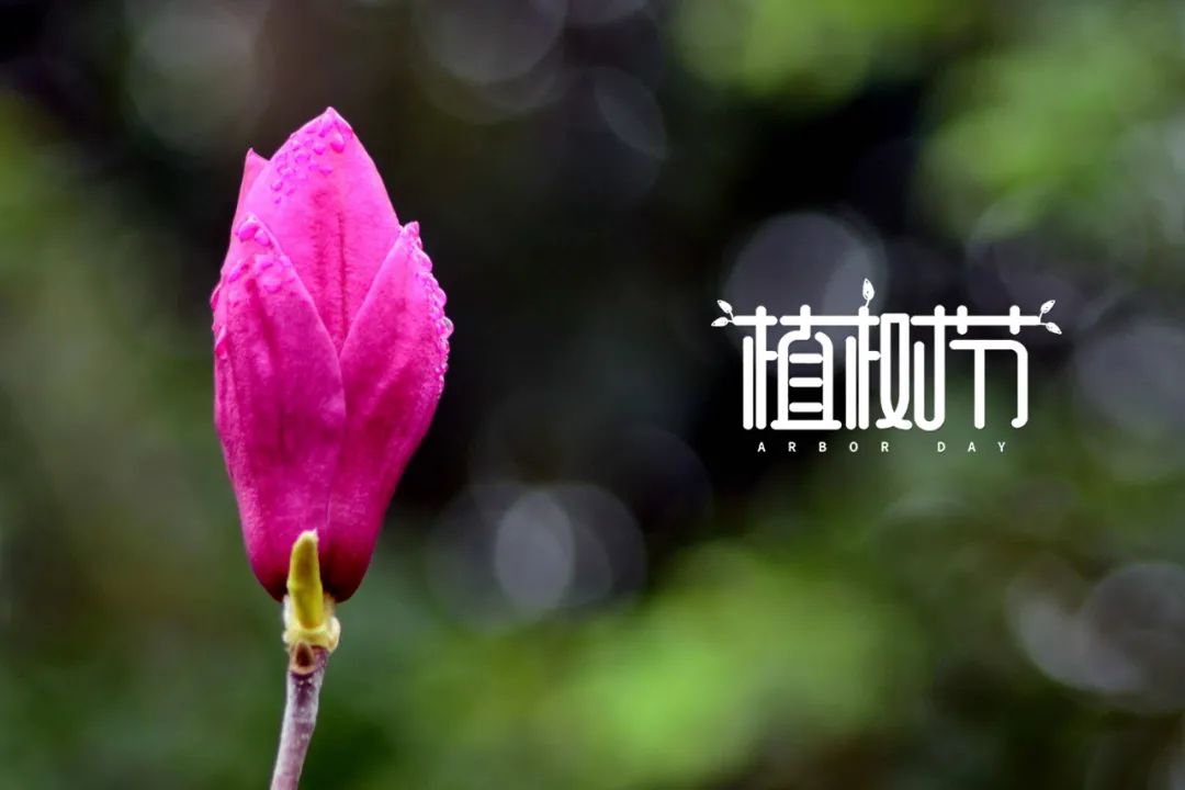 植树节的诗歌简短（关于植树节的佳句）