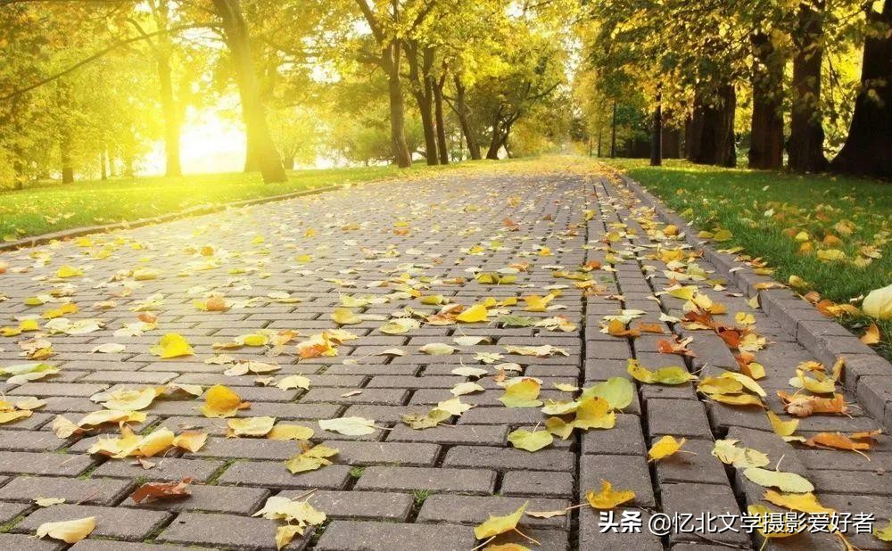 关于夏天的文章可摘抄（关于盛夏的唯美散文）
