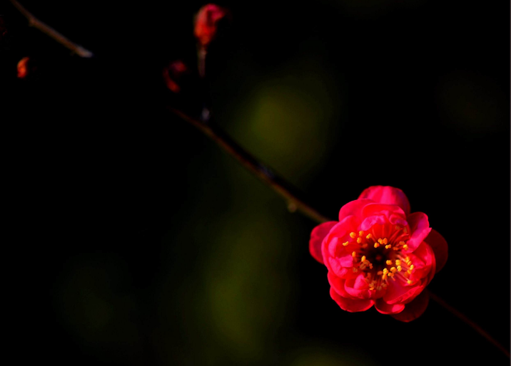 梅花诗句经典名句（关于梅花的名言名句）