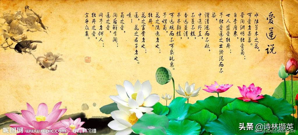爱莲说作者简介拼音（爱莲说全文注释）