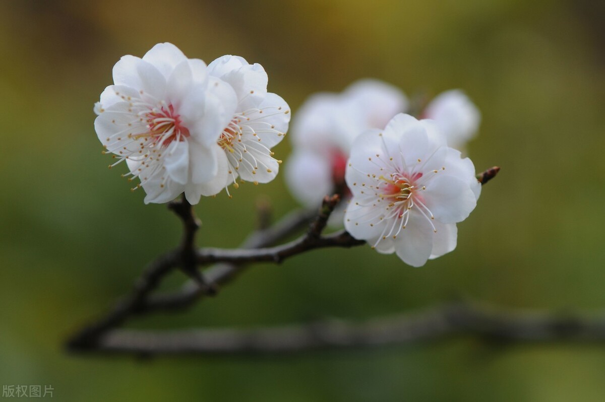 赞美梅花品格的诗有哪些（赞美梅花的6首古诗）