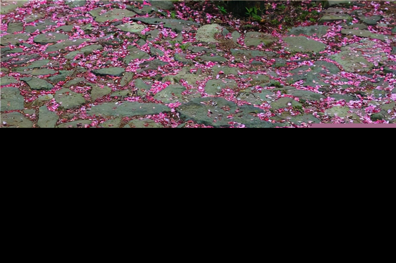 赞美西湖的古诗词有哪些（形容西湖美景的佳句）