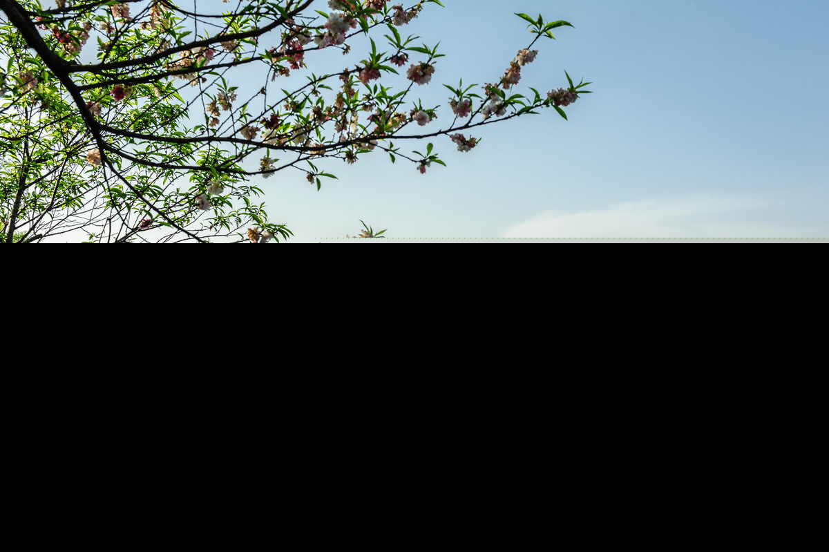 杂诗七首其一曹植朗读（杂诗七首全部古诗）