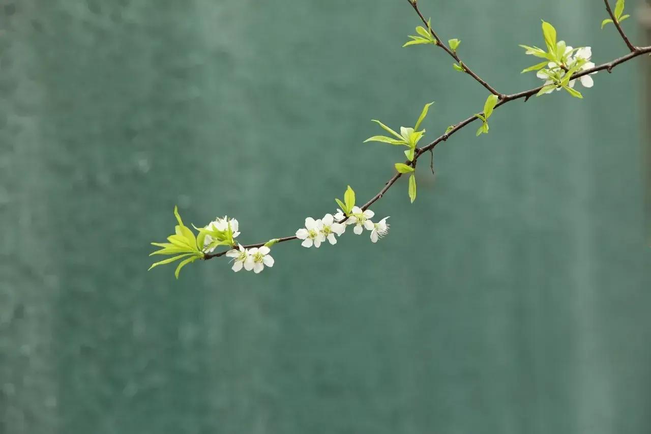 形容春天的句子唯美短句（描写春天阳光明媚的诗句）