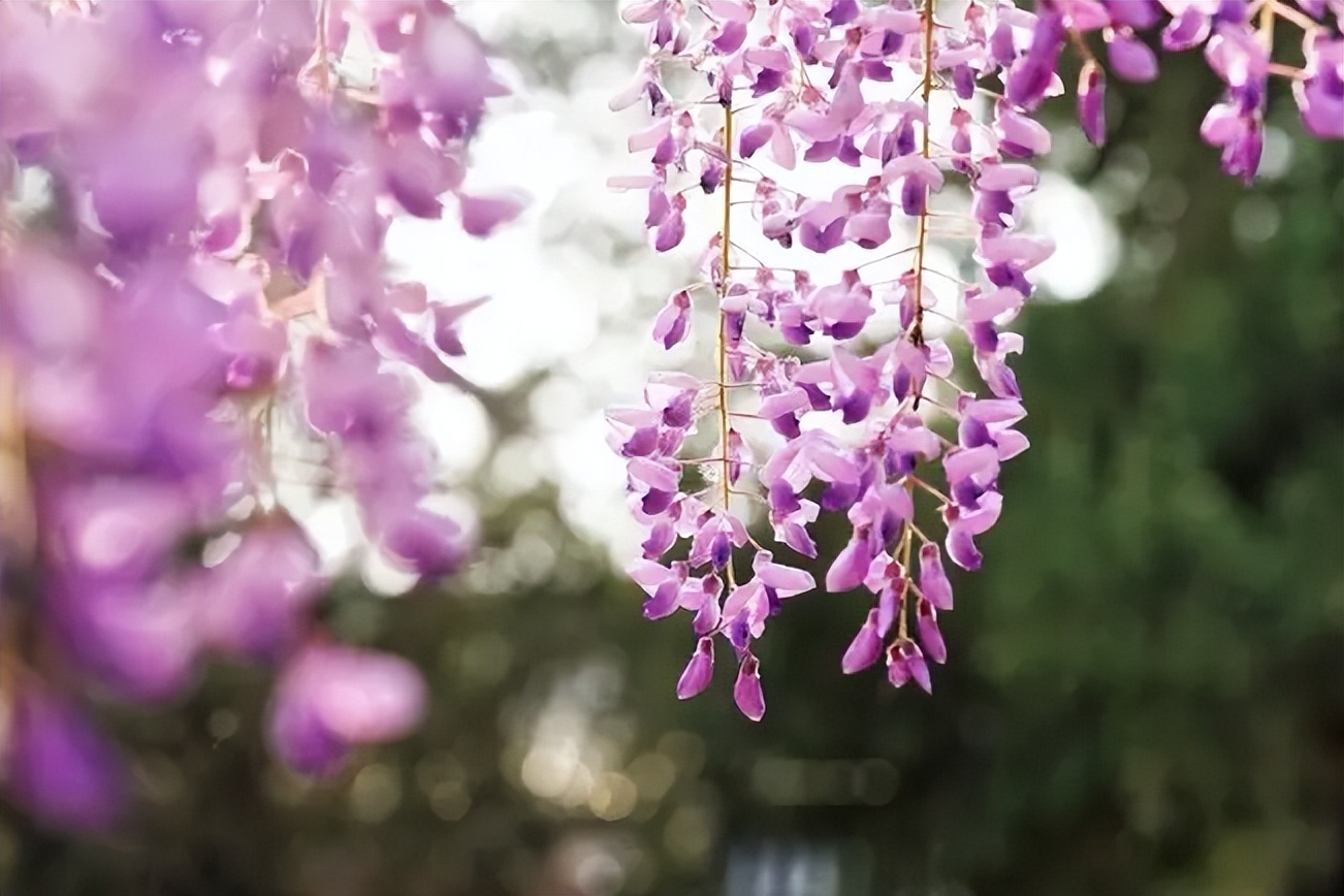 描写花的优美句子短句（朋友圈晒花的经典句子）