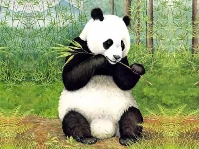 赞美熊猫的诗句有什么（描写熊猫的诗句名言）