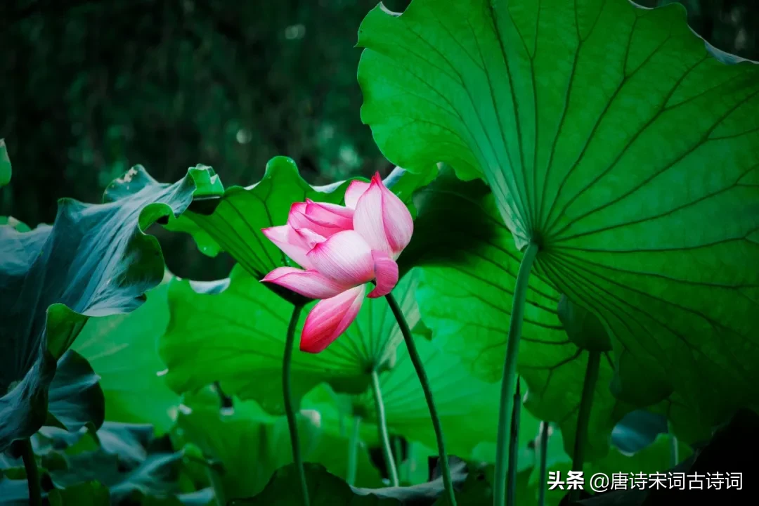 立夏诗句古诗大全（描写立夏的优美句子）