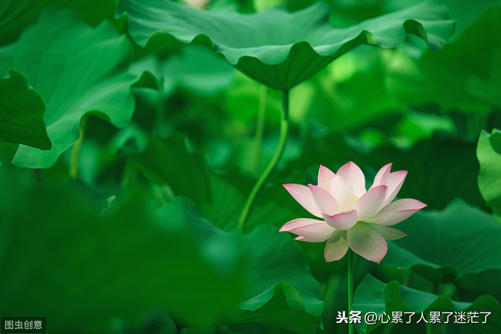 不在乎了就无所谓了经典的说说（看淡一切的精辟短句）