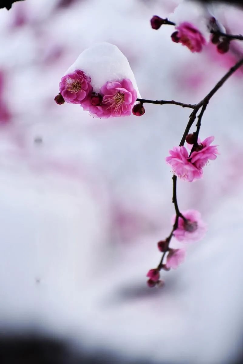 梅花的诗句经典名句（赞美梅花的简短优美句子）