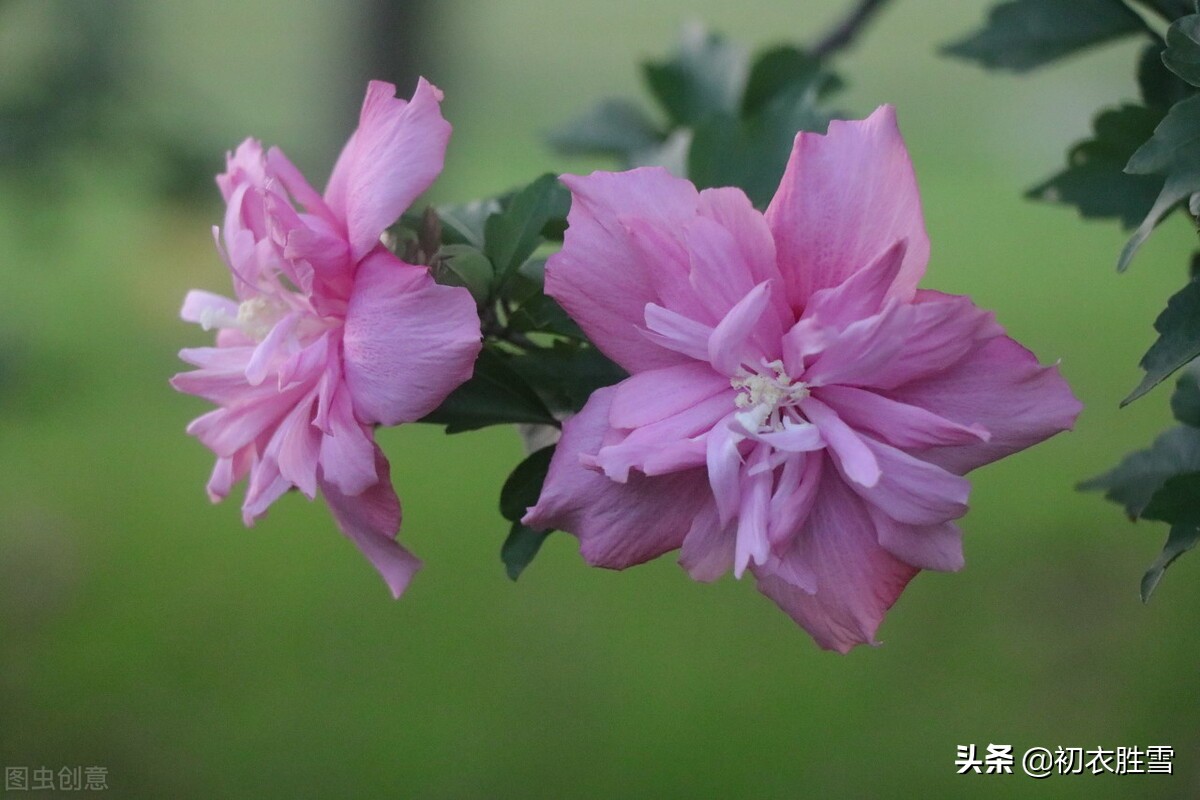 立秋唯美句子经典（阳光简短励志唯美句子）