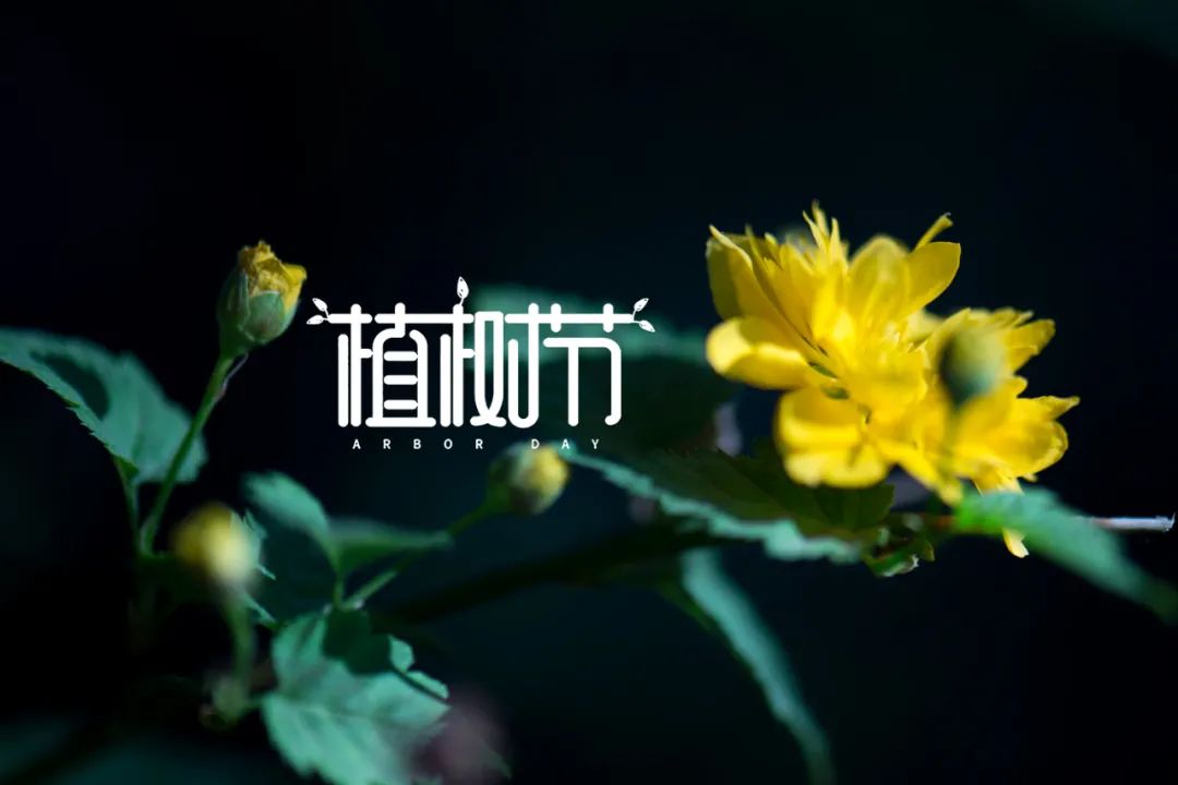 植树节的诗歌简短（关于植树节的佳句）