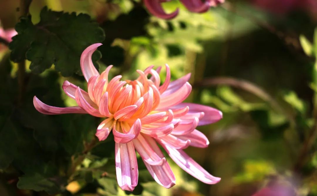 关于菊花的古诗词有哪些（赞美菊花的著名诗句）