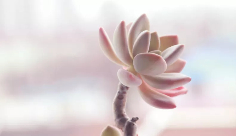 默默陪伴的唯美句子(3段陪伴暖心的句子)